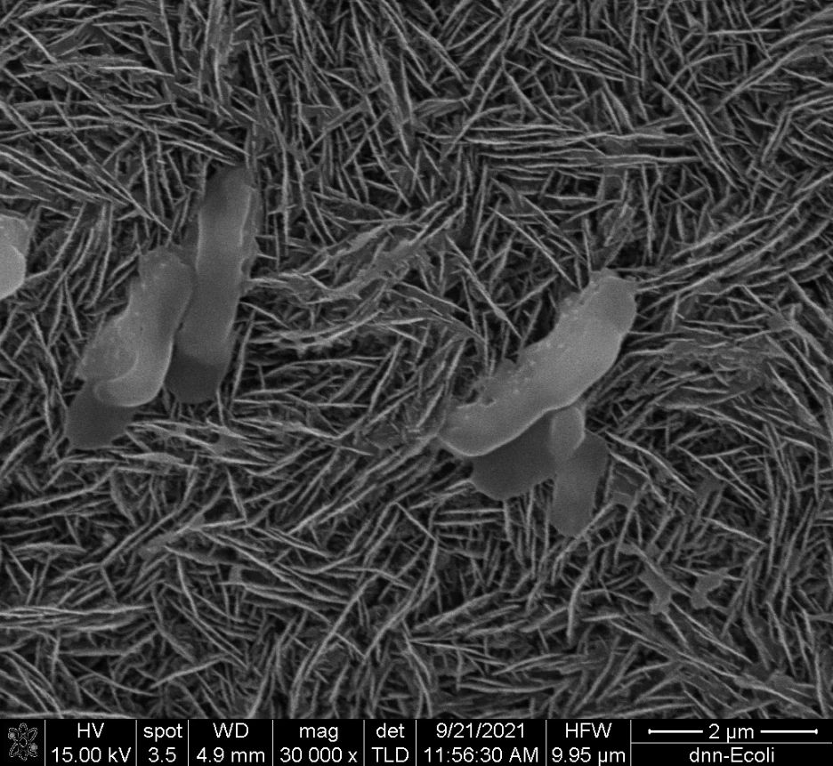 Scanning electron micrograph showing E. coli cells interacting with a dense diamond nanospike surface